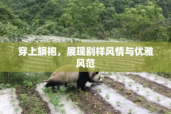 穿上旗袍，展现别样风情与优雅风范