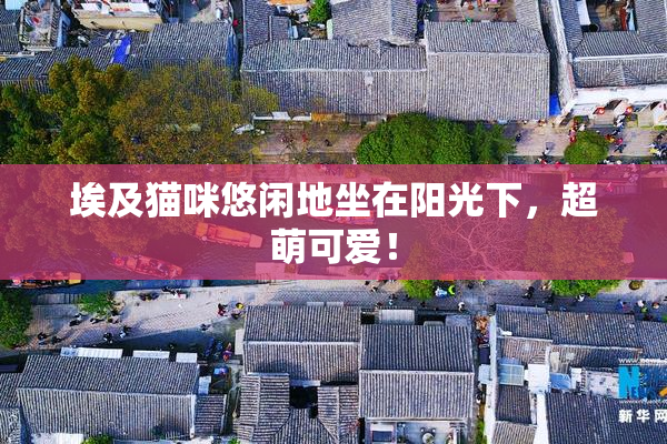 埃及猫咪悠闲地坐在阳光下，超萌可爱！