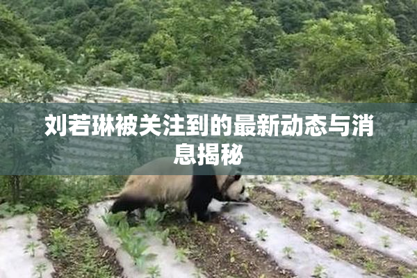 刘若琳被关注到的最新动态与消息揭秘