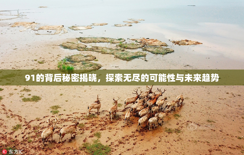 91的背后秘密揭晓，探索无尽的可能性与未来趋势
