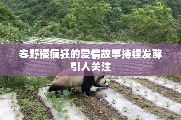 春野樱疯狂的爱情故事持续发酵引人关注