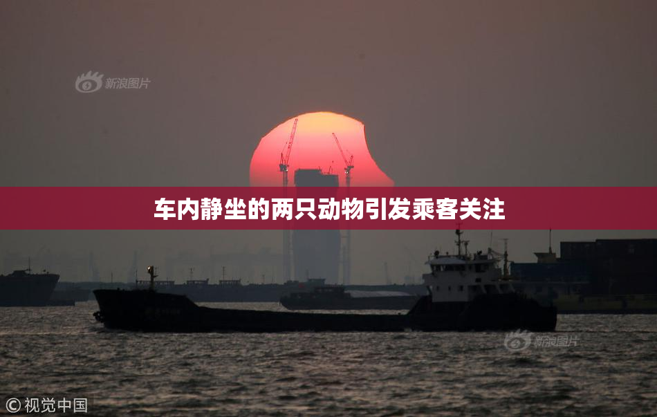 车内静坐的两只动物引发乘客关注