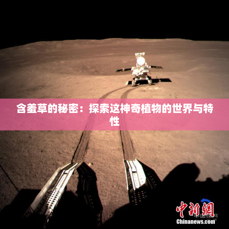 含羞草的秘密：探索这神奇植物的世界与特性