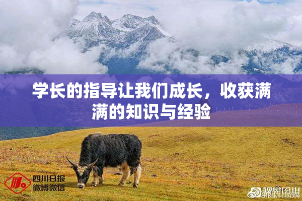 学长的指导让我们成长，收获满满的知识与经验