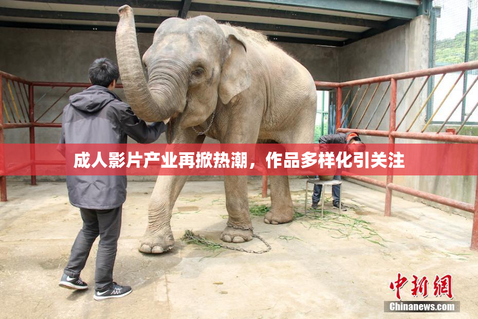 成人影片产业再掀热潮，作品多样化引关注