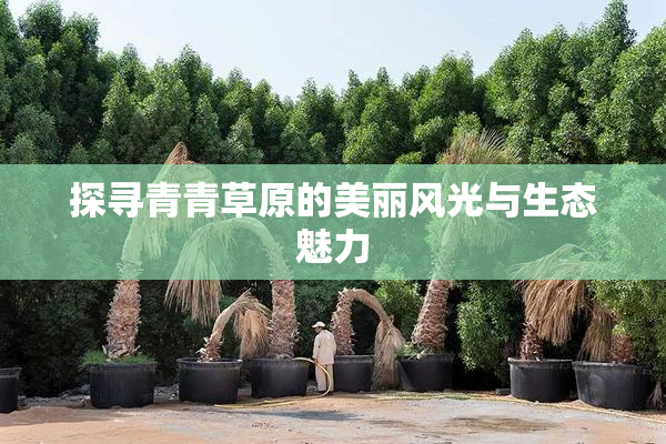 探寻青青草原的美丽风光与生态魅力