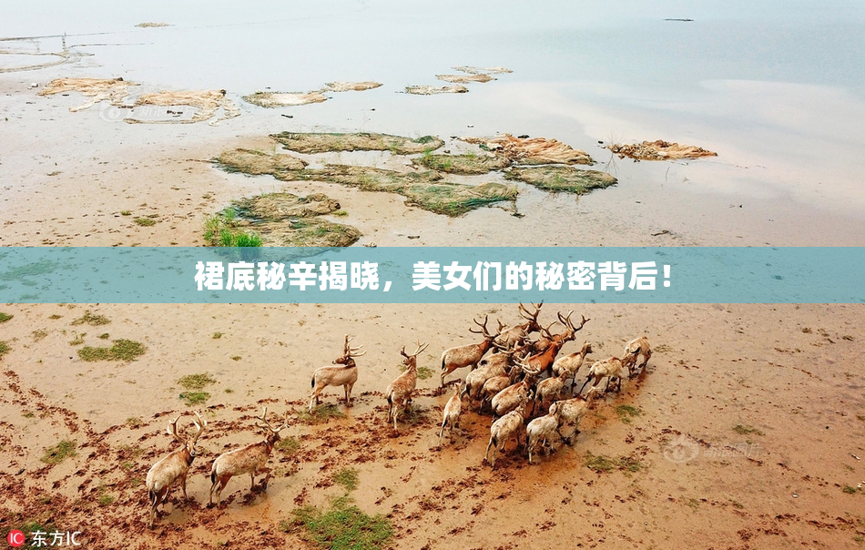 裙底秘辛揭晓，美女们的秘密背后！