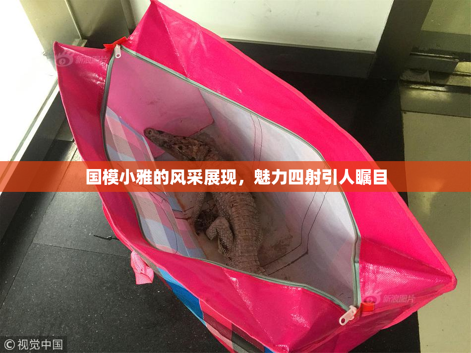 国模小雅的风采展现，魅力四射引人瞩目