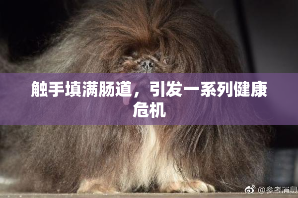 触手填满肠道，引发一系列健康危机