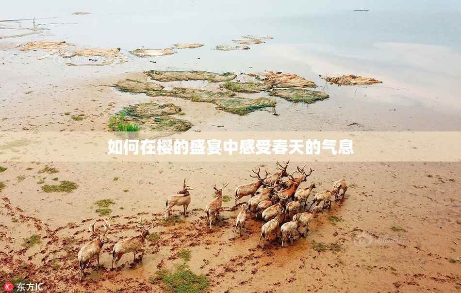 如何在樱的盛宴中感受春天的气息