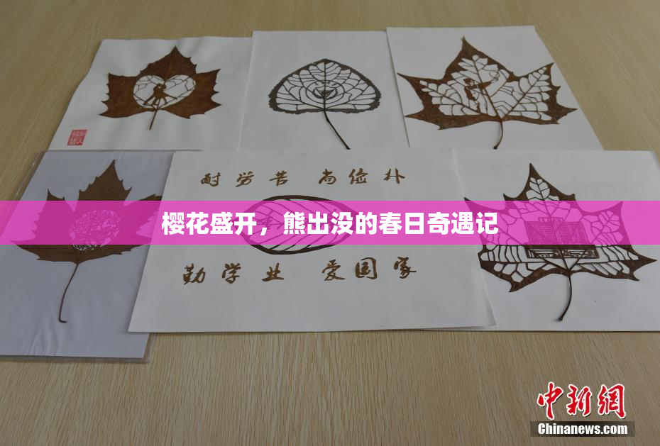 樱花盛开，熊出没的春日奇遇记