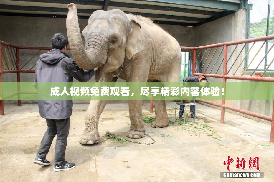 成人视频免费观看，尽享精彩内容体验！