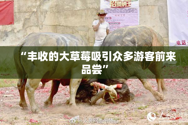“丰收的大草莓吸引众多游客前来品尝”