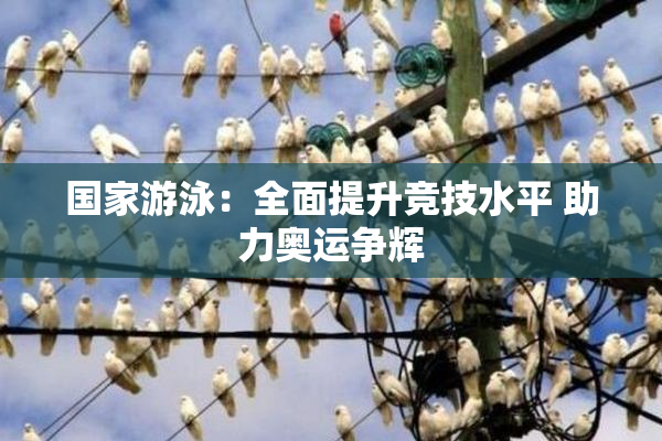 国家游泳：全面提升竞技水平 助力奥运争辉