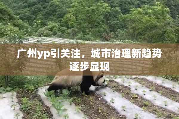 广州yp引关注，城市治理新趋势逐步显现