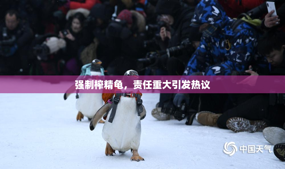 强制榨精龟，责任重大引发热议