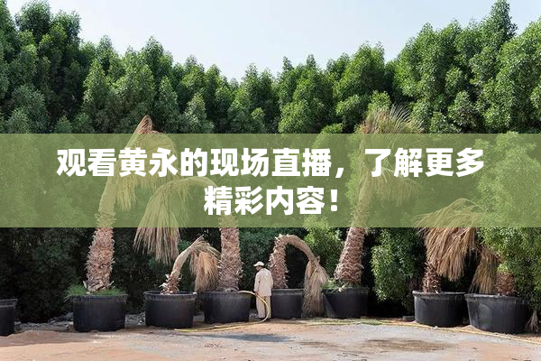 观看黄永的现场直播，了解更多精彩内容！