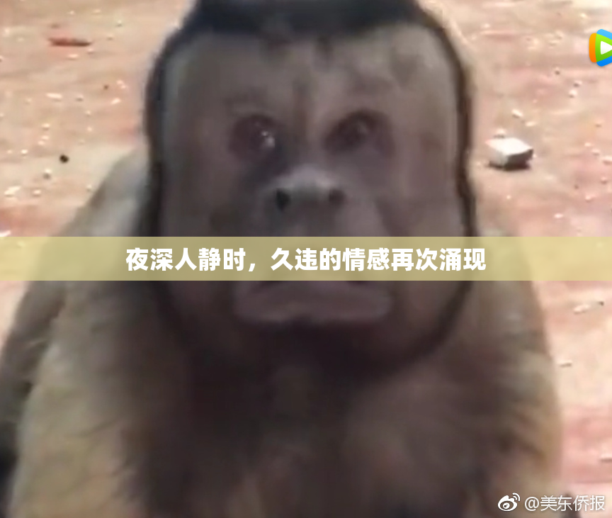 夜深人静时，久违的情感再次涌现