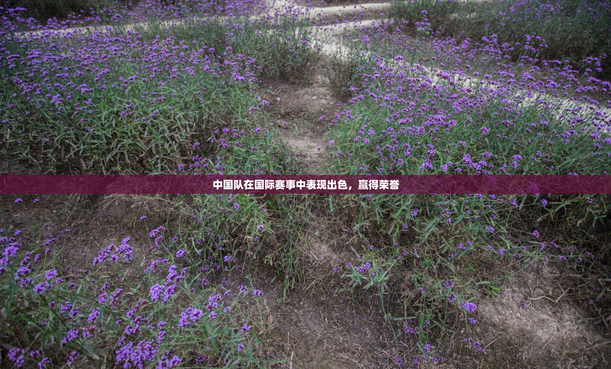中国队在国际赛事中表现出色，赢得荣誉