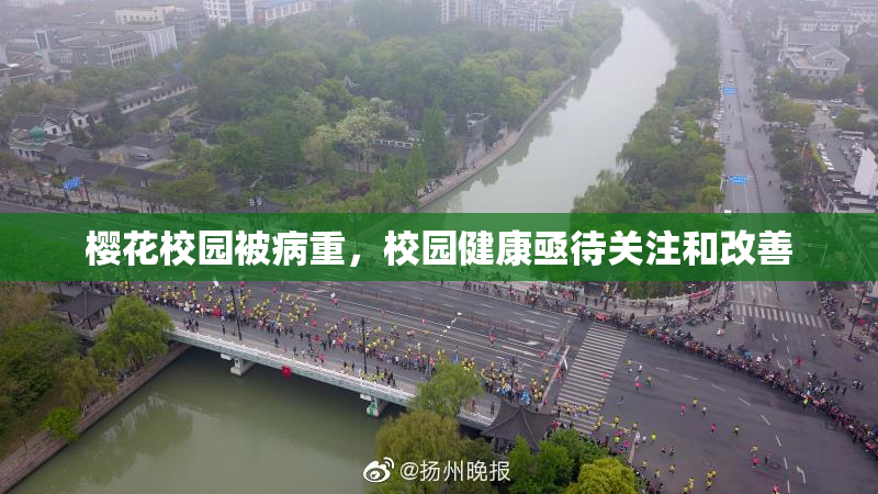 樱花校园被病重，校园健康亟待关注和改善