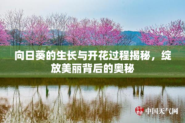 向日葵的生长与开花过程揭秘，绽放美丽背后的奥秘