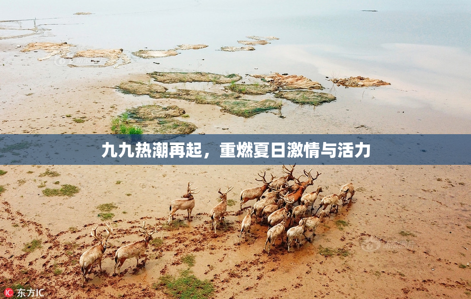 九九热潮再起，重燃夏日激情与活力