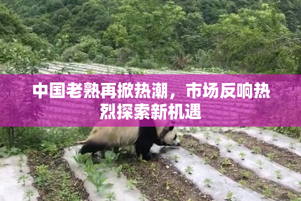 中国老熟再掀热潮，市场反响热烈探索新机遇