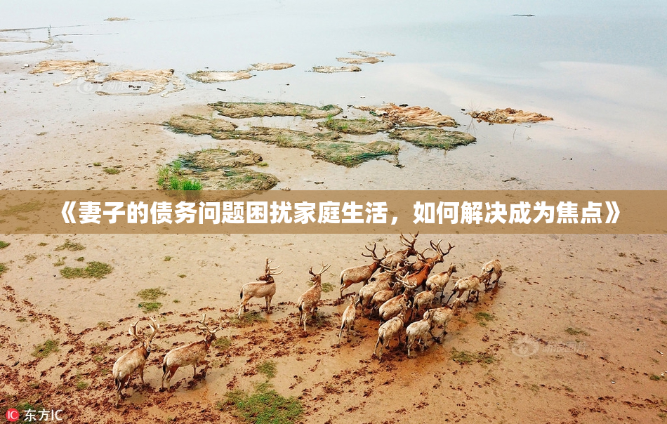 《妻子的债务问题困扰家庭生活，如何解决成为焦点》