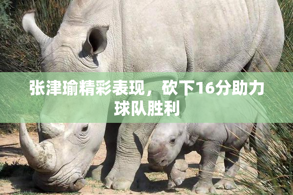 张津瑜精彩表现，砍下16分助力球队胜利