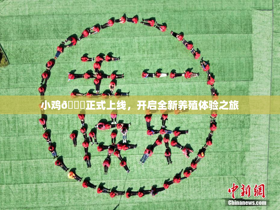 小鸡🐔正式上线，开启全新养殖体验之旅