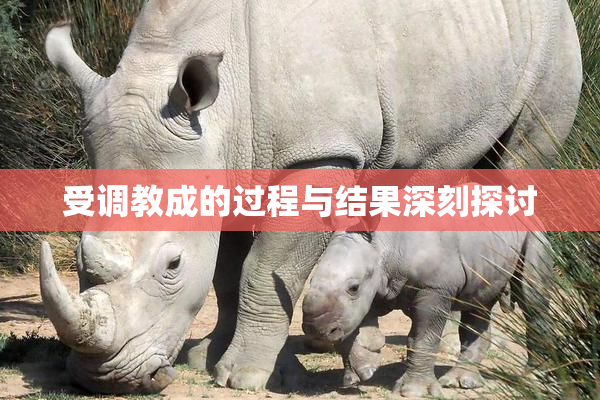 受调教成的过程与结果深刻探讨