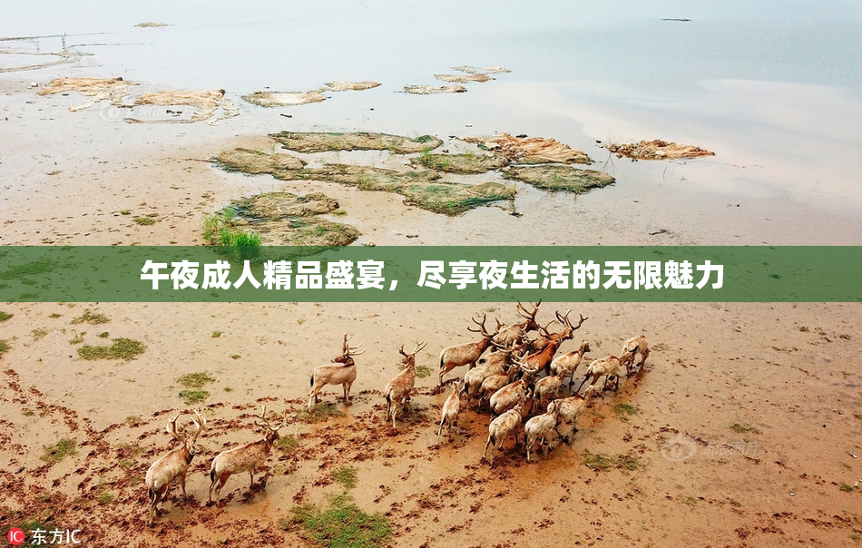 午夜成人精品盛宴，尽享夜生活的无限魅力