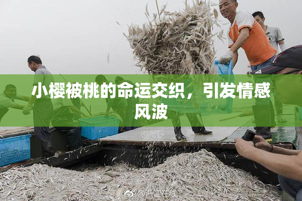 小樱被桃的命运交织，引发情感风波