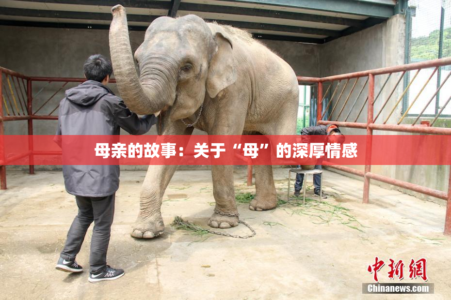 母亲的故事：关于“母”的深厚情感