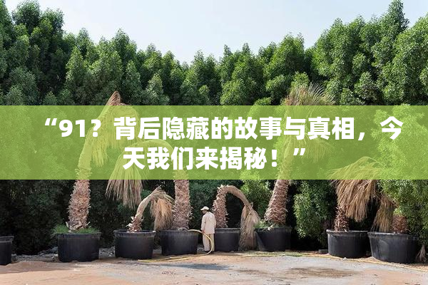 “91？背后隐藏的故事与真相，今天我们来揭秘！”