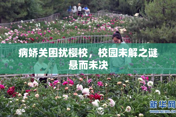病娇关困扰樱校，校园未解之谜悬而未决