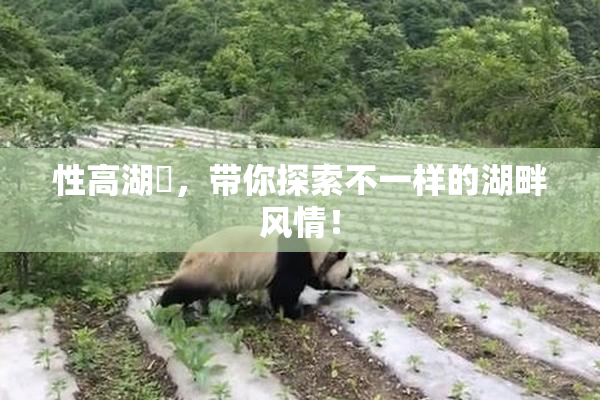 性高湖婬，带你探索不一样的湖畔风情！