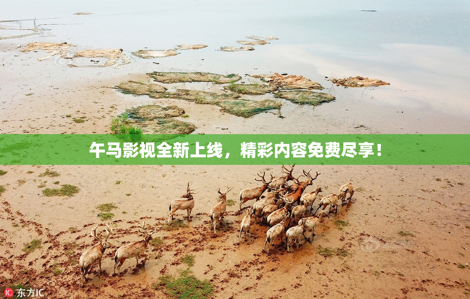 午马影视全新上线，精彩内容免费尽享！