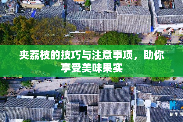 夹荔枝的技巧与注意事项，助你享受美味果实