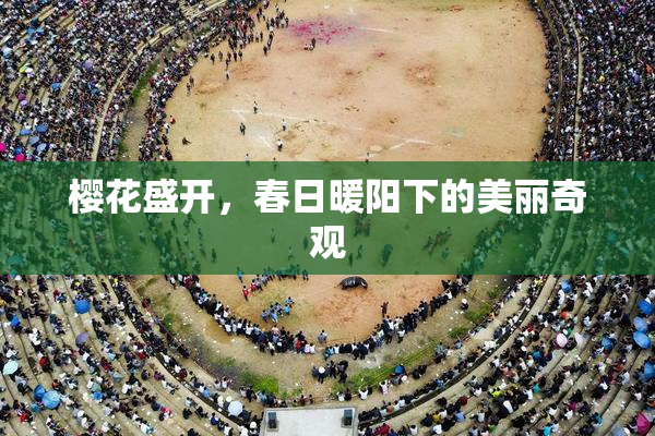 樱花盛开，春日暖阳下的美丽奇观