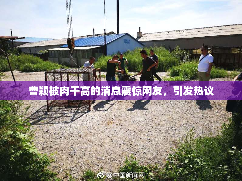 曹颖被肉干高的消息震惊网友，引发热议