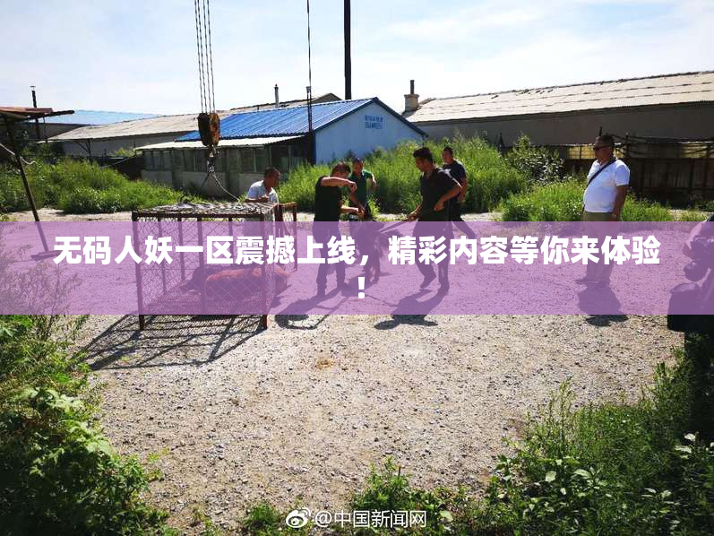 无码人妖一区震撼上线，精彩内容等你来体验！