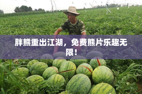 胖熊重出江湖，免费熊片乐趣无限！