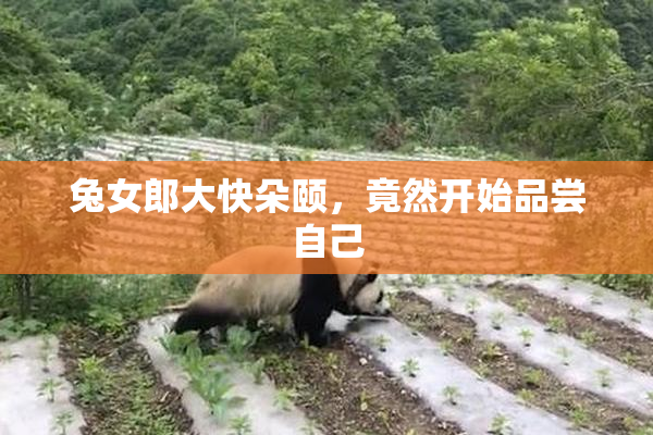 兔女郎大快朵颐，竟然开始品尝自己
