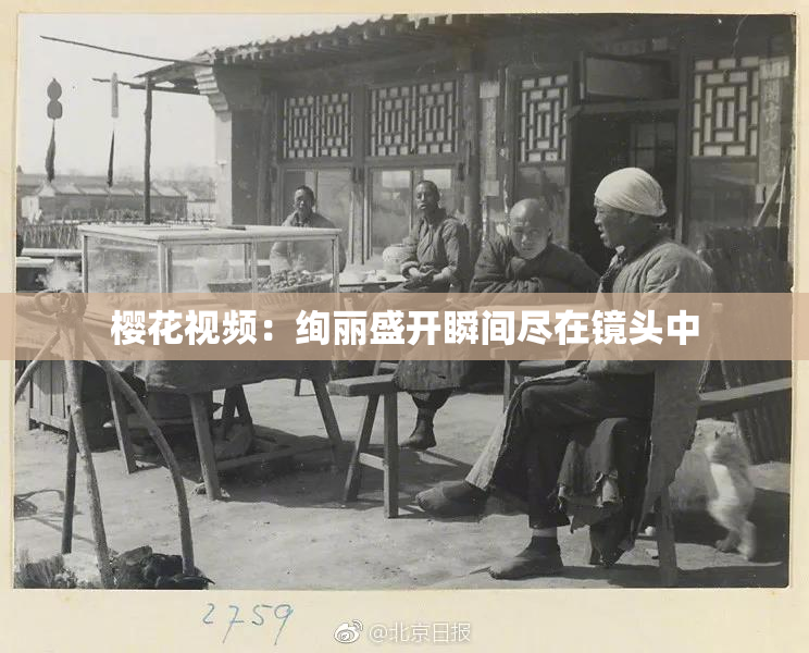 樱花视频：绚丽盛开瞬间尽在镜头中