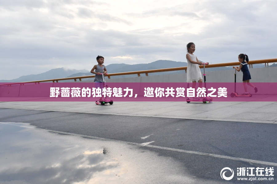 野蔷薇的独特魅力，邀你共赏自然之美