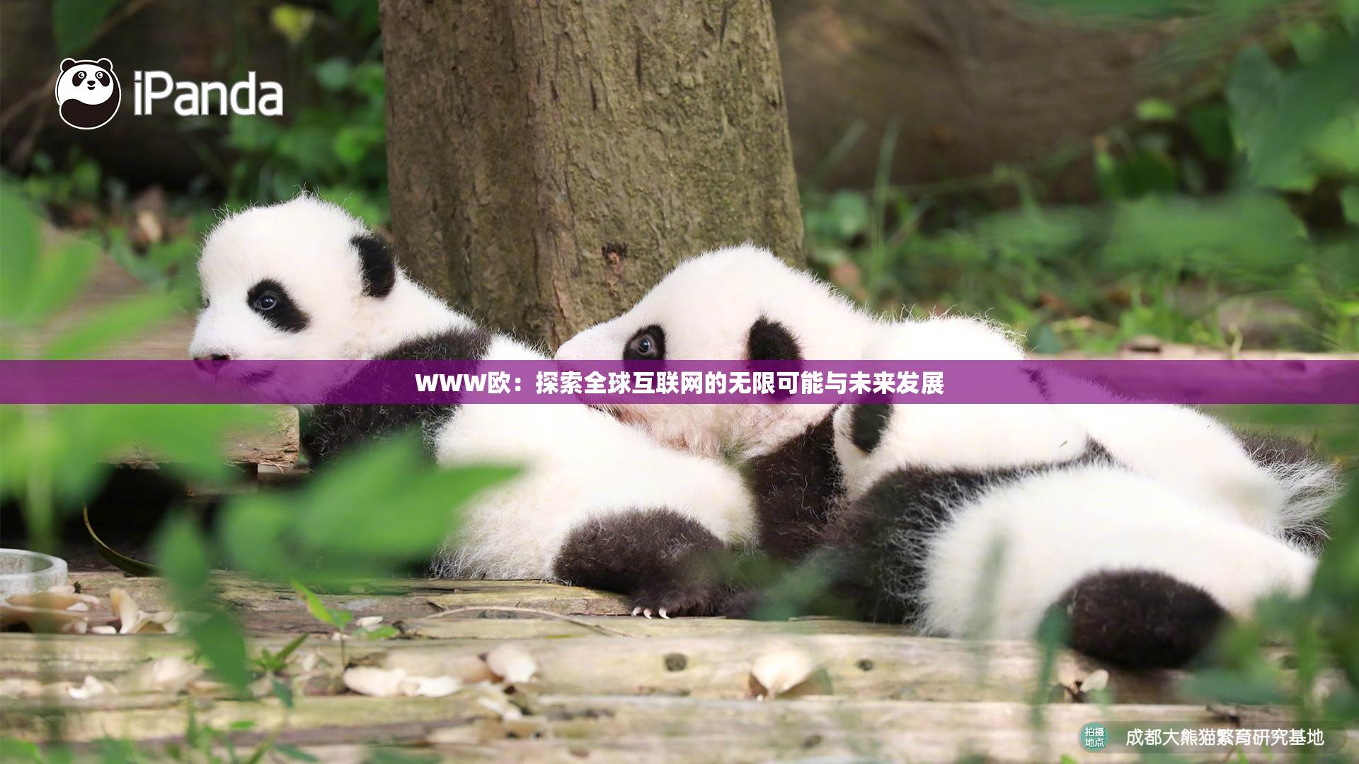WWW欧：探索全球互联网的无限可能与未来发展