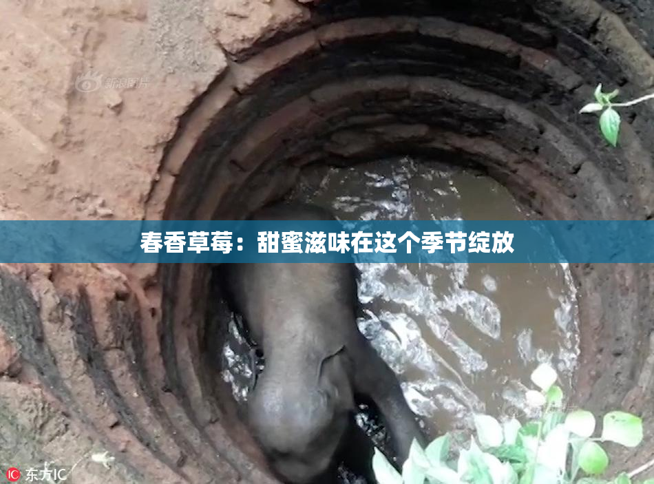 春香草莓：甜蜜滋味在这个季节绽放