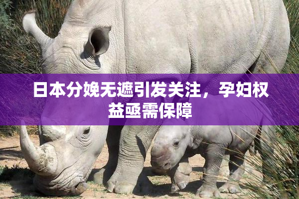 日本分娩无遮引发关注，孕妇权益亟需保障