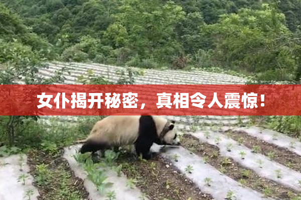 女仆揭开秘密，真相令人震惊！